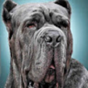 Meet your Posher, Paul